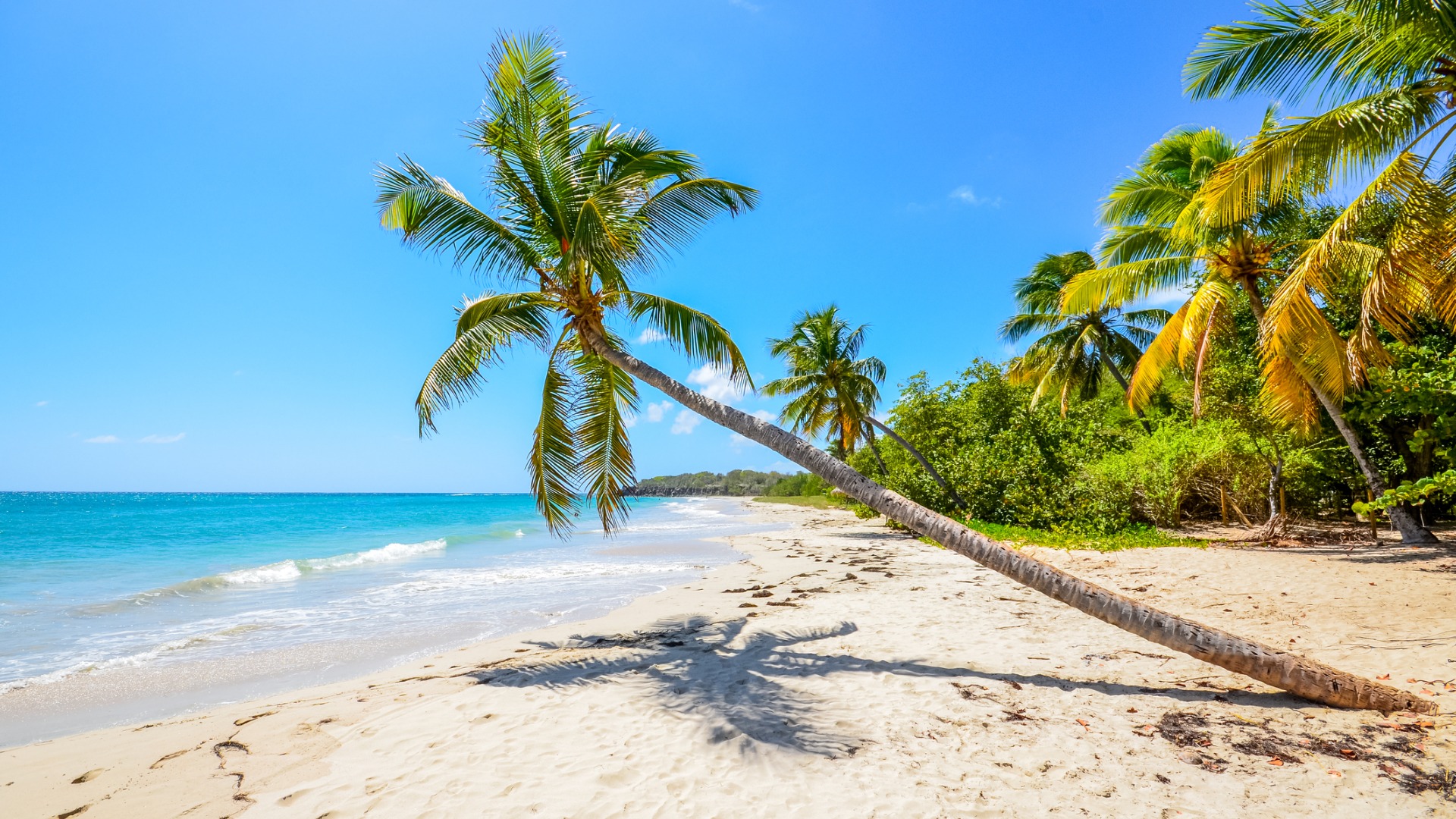 caribbean martinique beach coconut picture id968513116