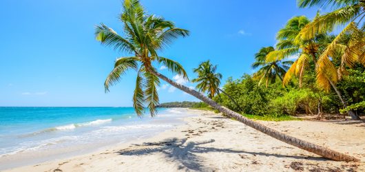 caribbean martinique beach coconut picture id968513116 pe2j90mjd468ucimz2ep5dlje9cflvo5w7ywdhgeh0